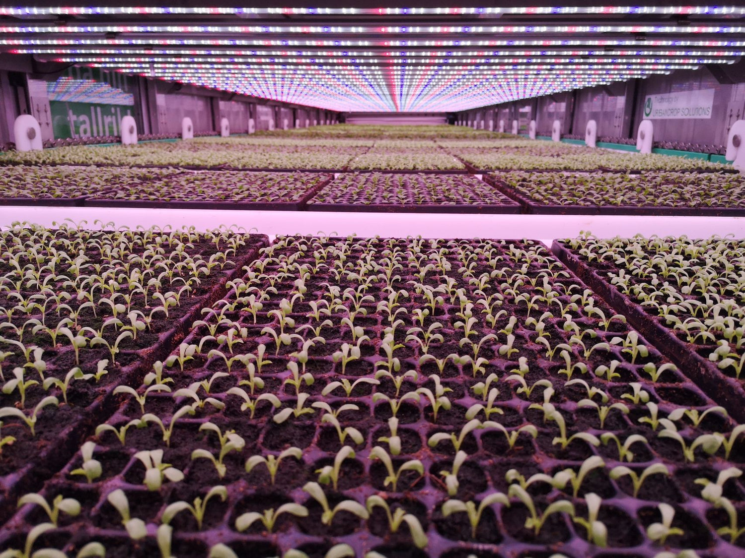 How to Choose a Led Grow Light