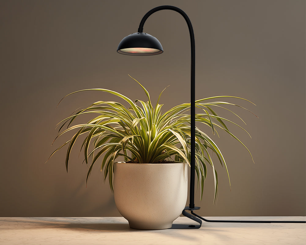 Do Plants Need Darkness?
