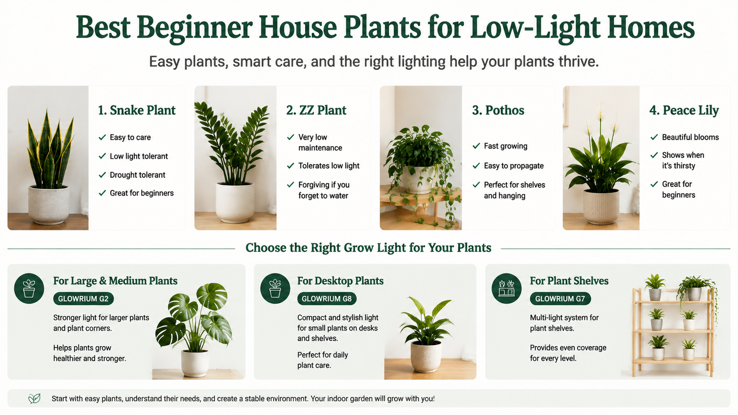 Best Beginner House Plants for Low Light Homes | Easy Indoor Plant Care Guide