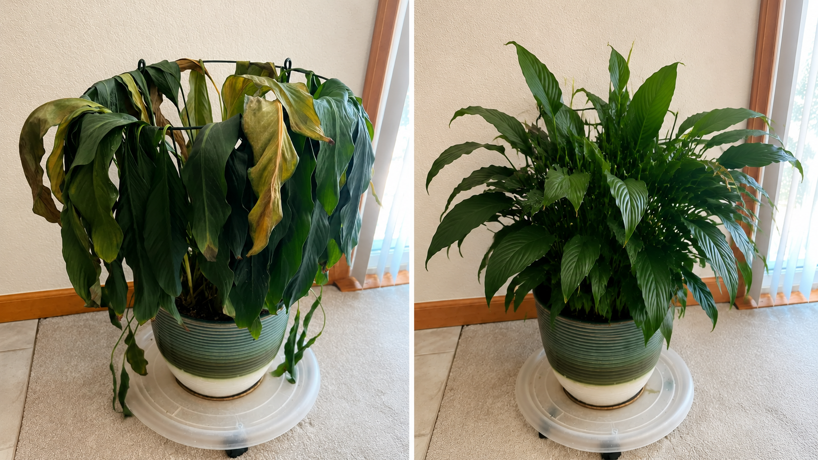 How to Save a Dying Peace Lily: Fix Wilting Leaves, Root Problems & Repotting Stress