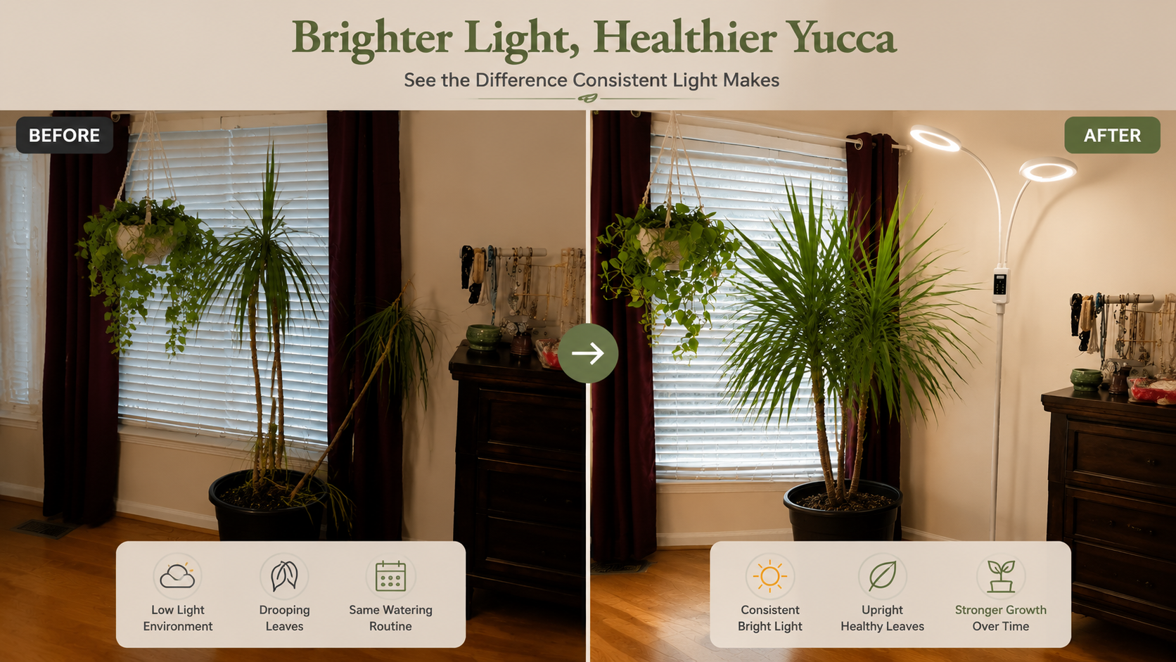 Why Is My Yucca Plant Drooping? Causes, Fixes & How Light Affects Growth