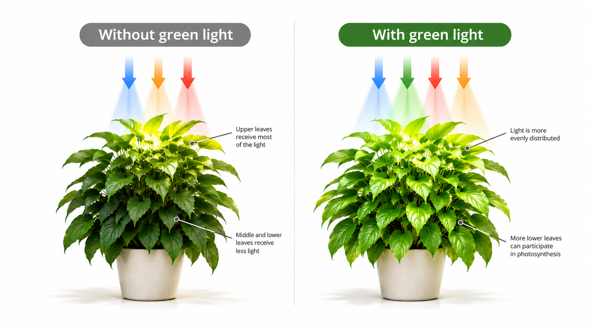 The Role of Green Light in Plant Growth