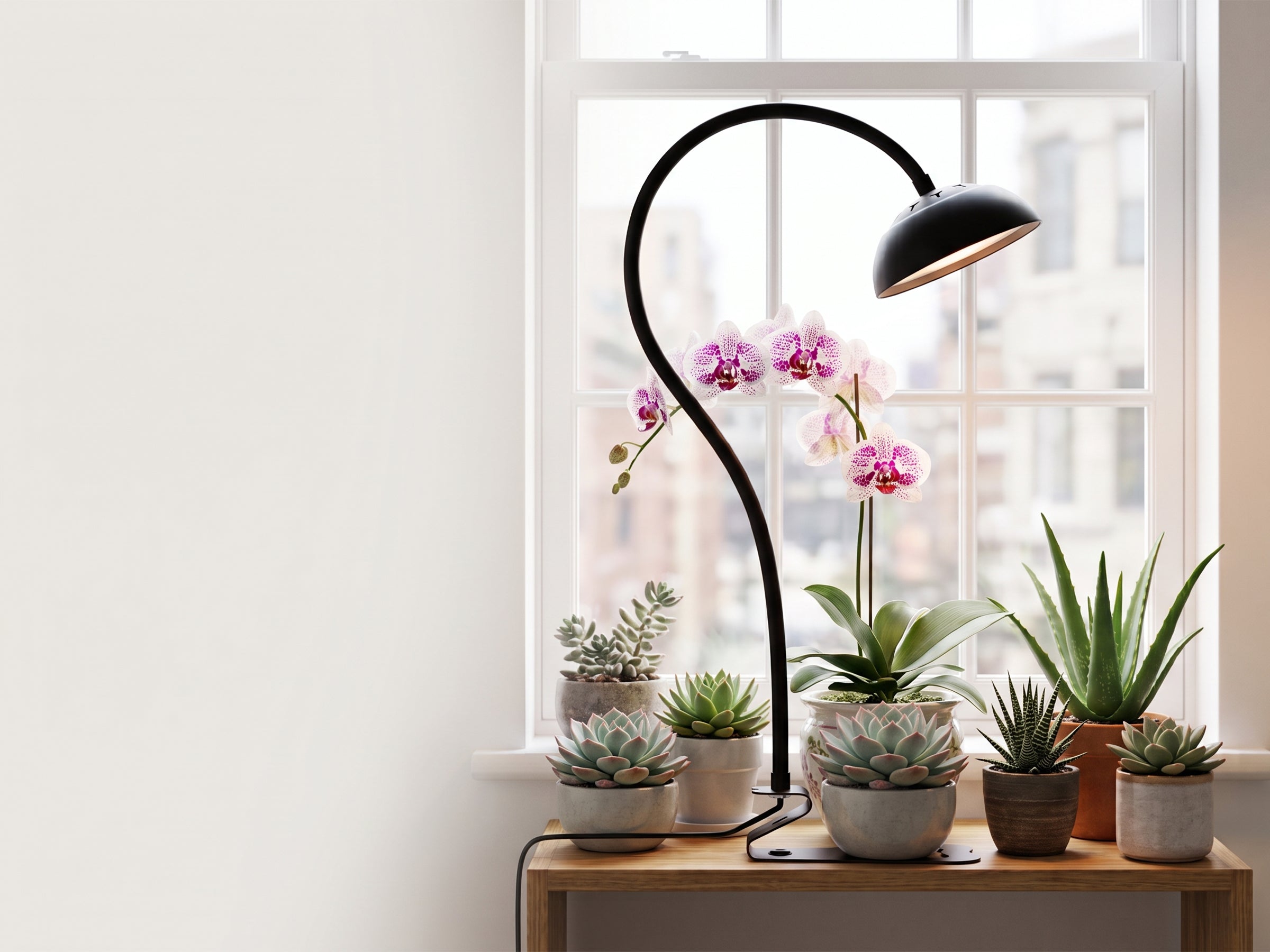 Make the Most of Your Window Light
