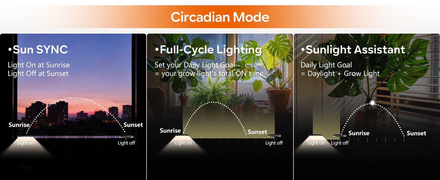 Glowrium G5 tall plant light automatic lighting cycles showing how the sun synchronization mode mimics natural daylight for indoor houseplants