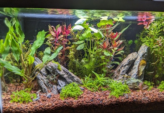 Excellent Light for Freshwater Plant