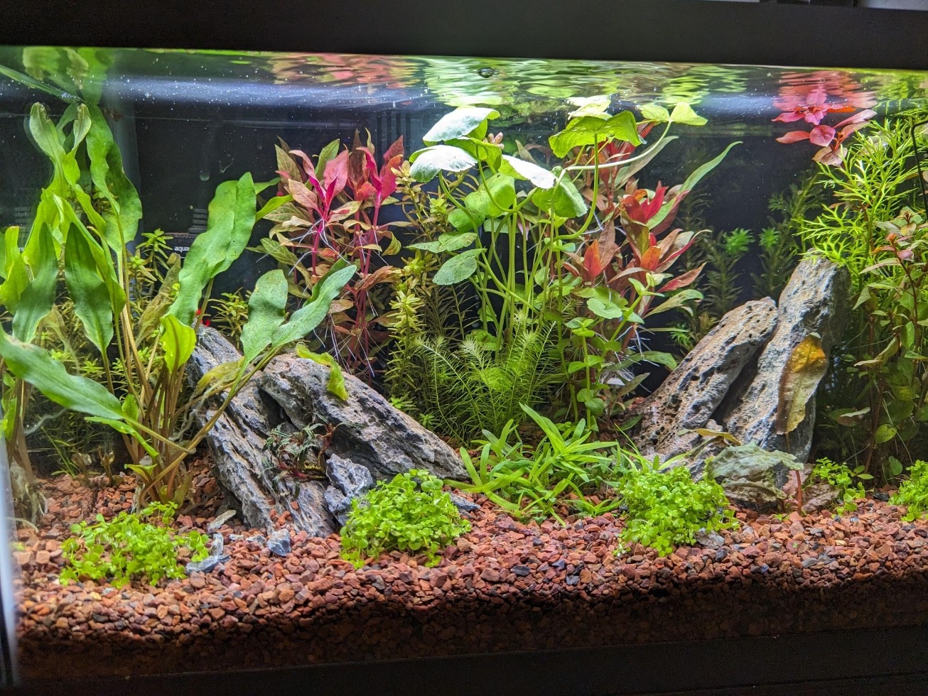 Excellent Light for Freshwater Plant