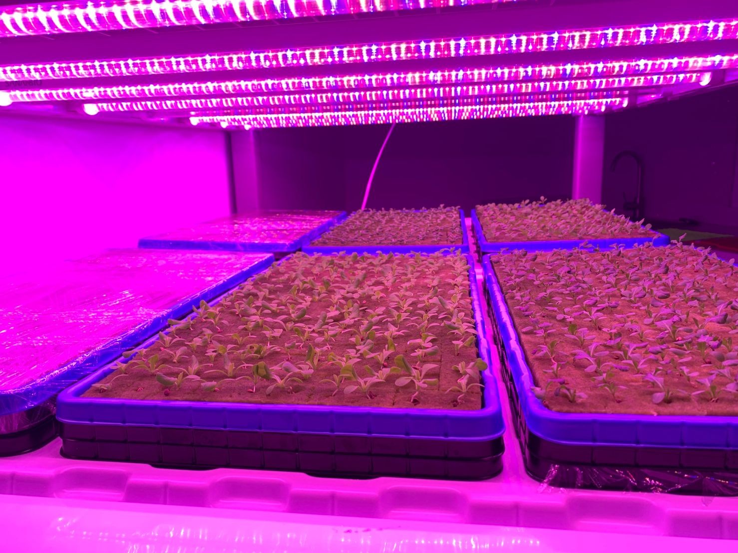 How to Choose Led Grow Lights for Microgreen Growing in Vertical Shelves?