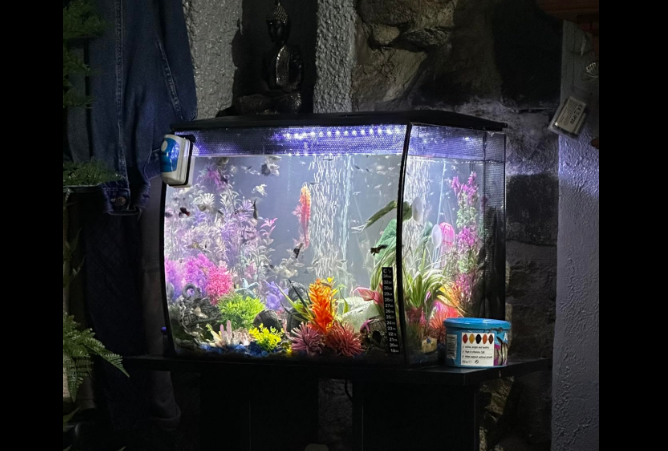 Perfect Lights Fit for My Aquarium