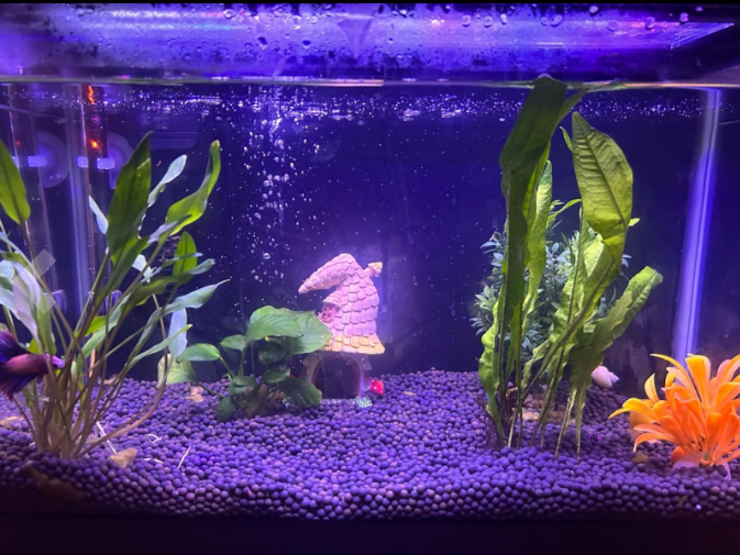 Great Aquarium Light for Aquatic Plants